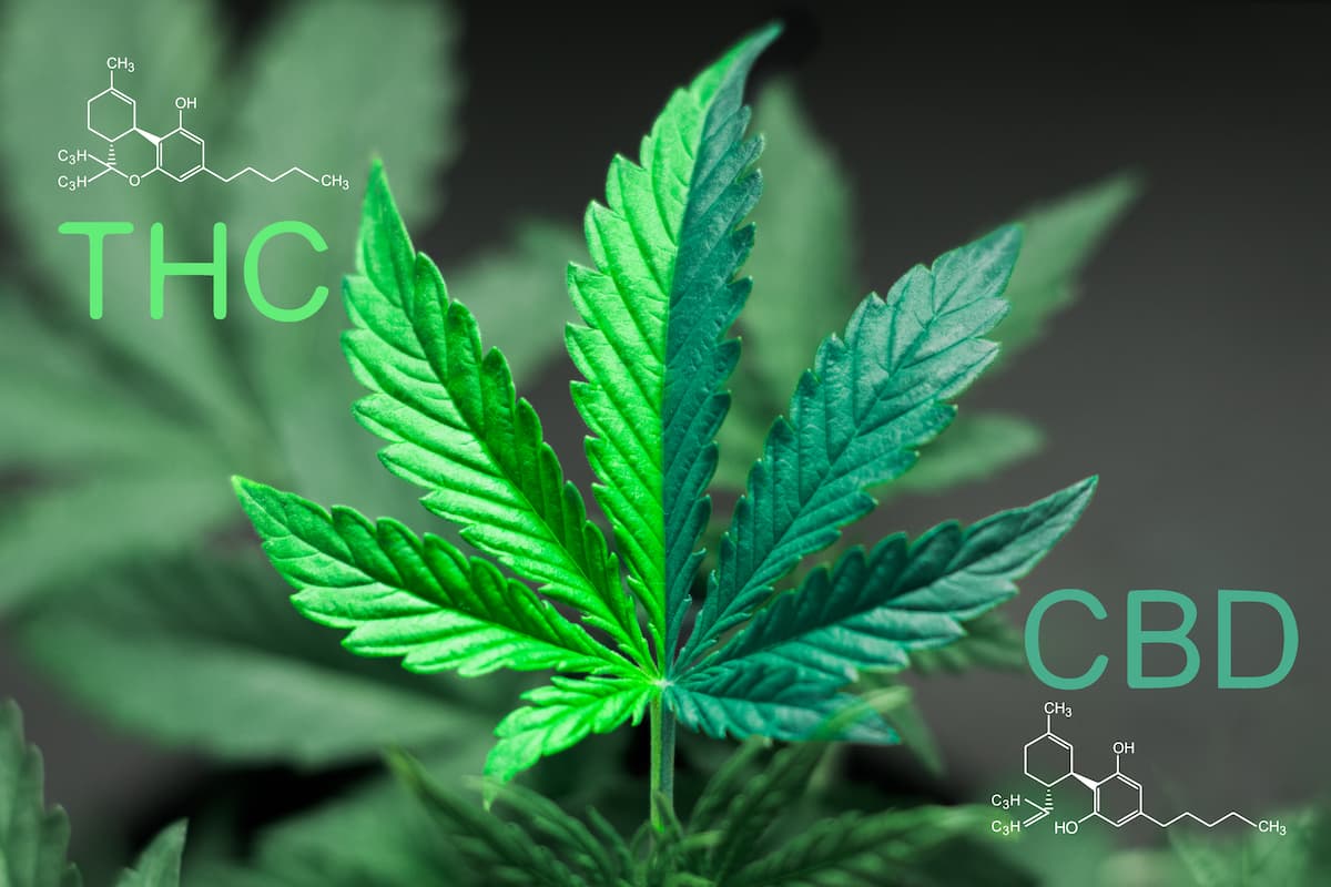 Lire la suite à propos de l’article Quelle est la différence entre le CBD et le THC?