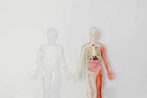 Lire la suite à propos de l’article Sterno cléido mastoïdien : anatomie et rôle essentiel